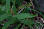 Arkansas beardtongue